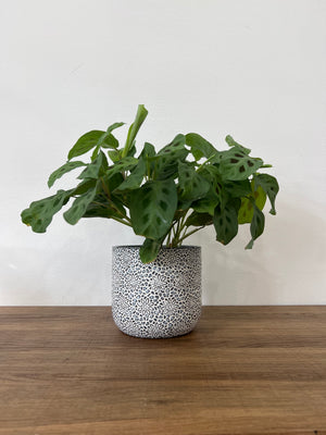 Textured Floral Ceramic Planter Pots